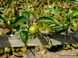 ideas for small space gardens