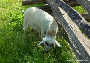 pasture-raised livestock