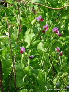 pretty vegetables