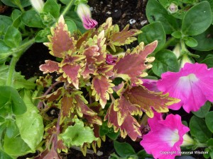 pink flowers and brown foliage