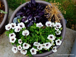 edibles growing with ornamentals