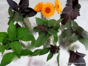 Post image for Six Basil Varieties to Try