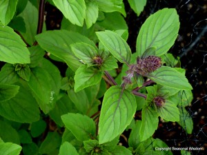 sterile flowers don't go to seed