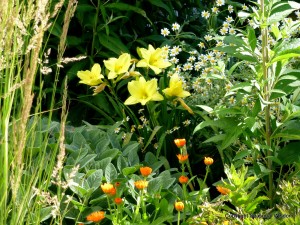 'Going Bananas' daylilies by proven winners