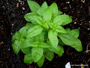 basil in garden