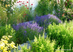 drought tolerant plants