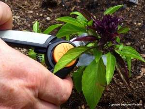 pruning the flowers