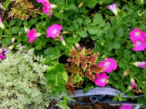 colorful garden planter design