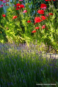 informal garden