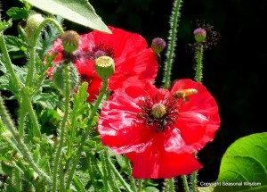 red 'Shirley' poppies with bee