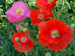 'Shirley' poppies