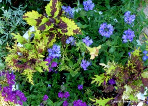 colorful container plantings