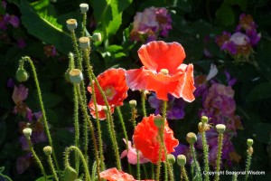 colorful flowers