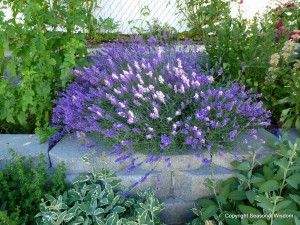 edible flowers for preserving