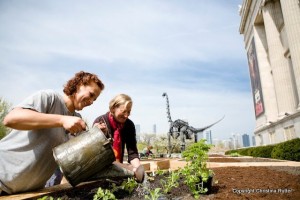 planting the edible garden with heirlooms