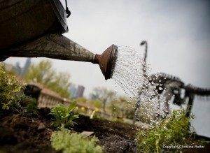 watering the vegetables