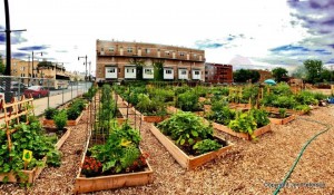 community garden on site of past victory garden