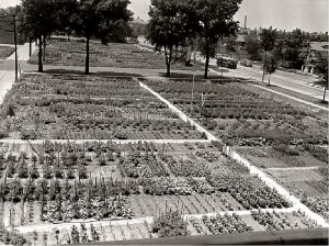 World War II victory garden in Chicago vintage photo