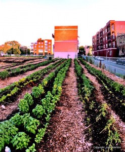 chicago community food garden