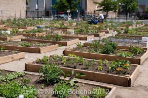 growing food in the city