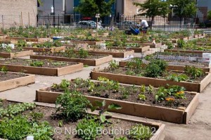 growing food in the city