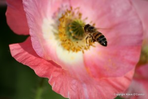 Post image for Earth-Friendly Ways to Deal with Garden Pests