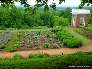 popular vegetable among colonial farmers