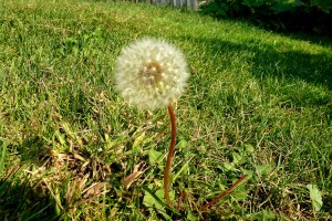 Post image for Fighting Weeds in Fall