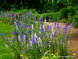 delphiniums, roses, calendula