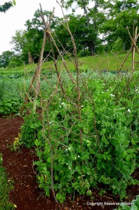 using found materials in garden