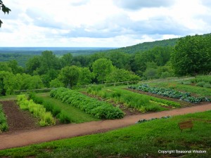 vegetables at monticello