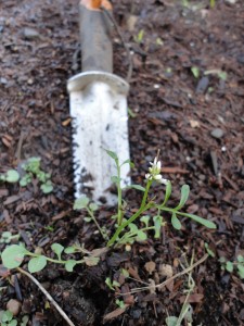 Fighting weeds like shotweed is easier in fall.