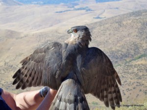 Post image for A Tour of Idaho Bird Observatory