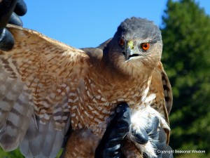 bird of prey