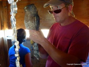 Cooper's Hawk 