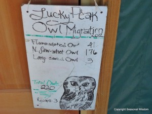 owls spotted at Idaho Bird Observatory