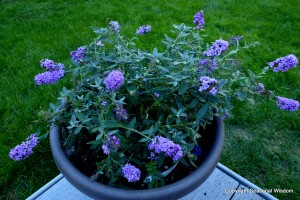 Butterfly bush for containers