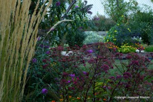 Grasses, sedums, mums, lantana, black eyed susan vine and more