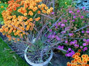 Panicum virgatum Cheyenne Sky with purple and orange mums