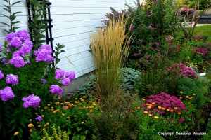 mums, calendula, phlox, sage and grasses