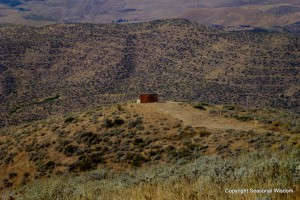 trapping and banding birds of prey for research