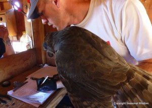 measuring the raptors for research