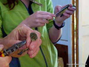 studying bird migration