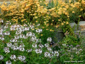 late summer garden