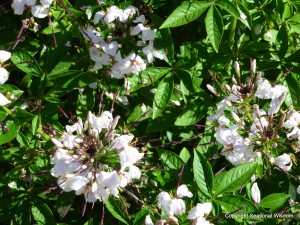 annual with pretty white flowers