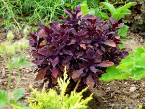 coleus CB Marooned by Proven Winners
