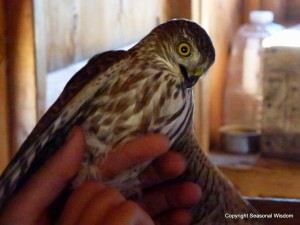 in the raptor blind