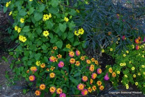 autumn colors in the garden