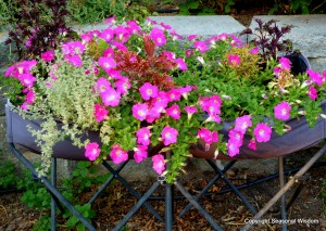 Proven Winner supertunia with herbs and coleus