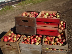 fall fruit in crates